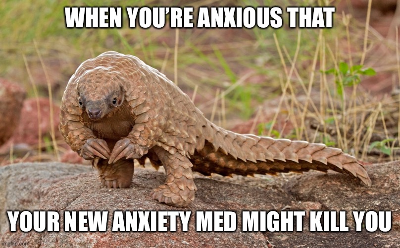 ummm pangolin | WHEN YOU’RE ANXIOUS THAT; YOUR NEW ANXIETY MED MIGHT KILL YOU | image tagged in ummm pangolin | made w/ Imgflip meme maker
