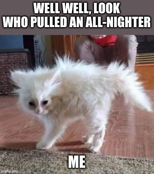 "gta 5 for a few hours" they said, "just a few missions"  they said | WELL WELL, LOOK WHO PULLED AN ALL-NIGHTER; ME | image tagged in gta5,up all night,funny cat memes,cats,funny cats | made w/ Imgflip meme maker