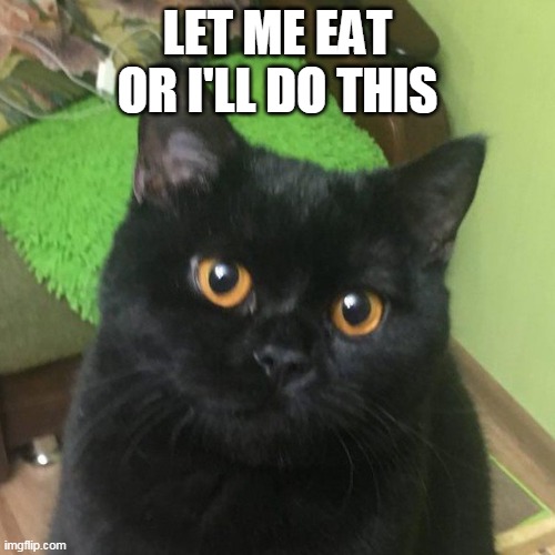 Carp The Hungry Cat | LET ME EAT OR I'LL DO THIS | image tagged in carp the hungry cat | made w/ Imgflip meme maker