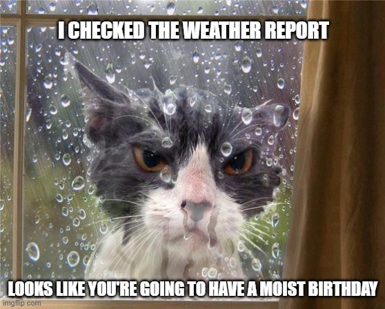 Moist birthday | I CHECKED THE WEATHER REPORT; LOOKS LIKE YOU'RE GOING TO HAVE A MOIST BIRTHDAY | image tagged in rainy cat | made w/ Imgflip meme maker