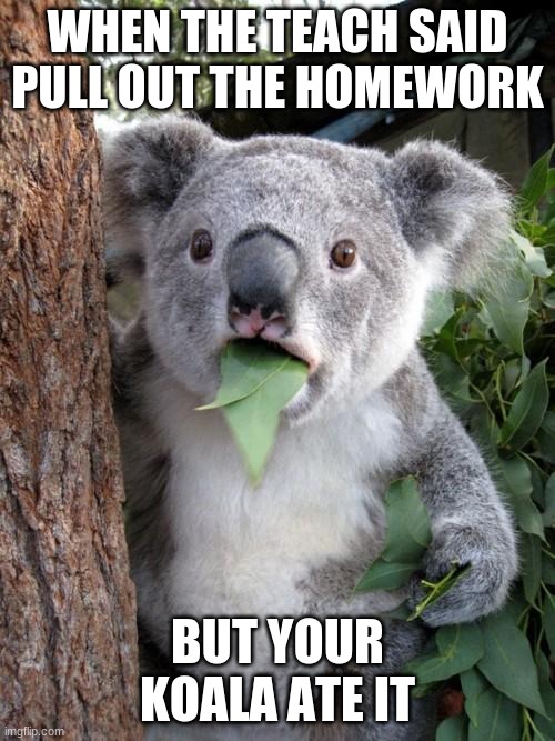 Surprised Koala | WHEN THE TEACH SAID PULL OUT THE HOMEWORK; BUT YOUR KOALA ATE IT | image tagged in memes,surprised koala | made w/ Imgflip meme maker