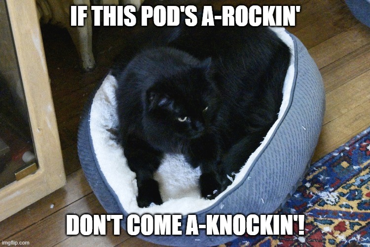 Pod's a-rockin'! | IF THIS POD'S A-ROCKIN'; DON'T COME A-KNOCKIN'! | image tagged in cat | made w/ Imgflip meme maker