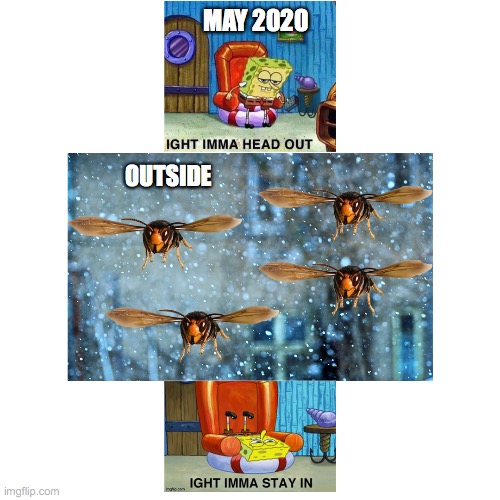 May 2020 |  MAY 2020; OUTSIDE | image tagged in funny,murder hornets,snow,may 2020,2020,outside | made w/ Imgflip meme maker