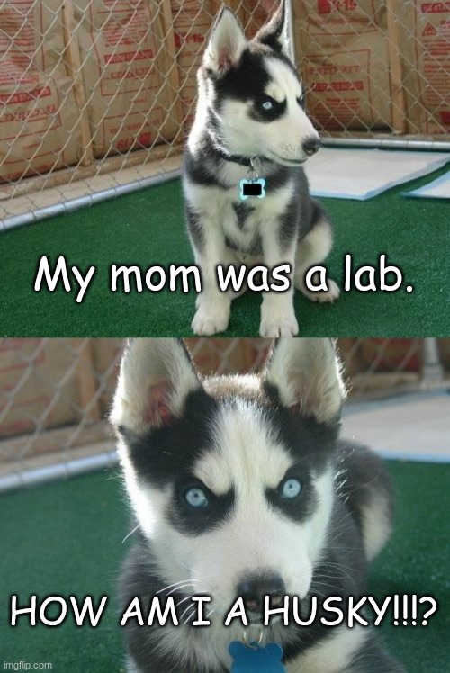 The confused puppy | My mom was a lab. HOW AM I A HUSKY!!!? | image tagged in memes,insanity puppy | made w/ Imgflip meme maker