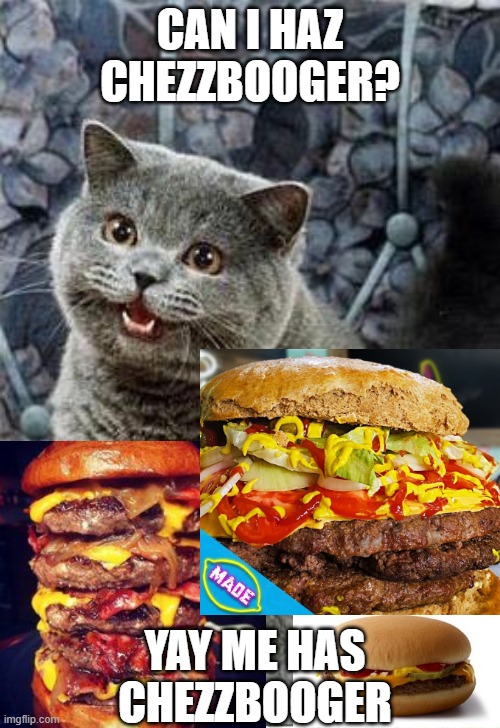 I can has cheezburger cat | CAN I HAZ CHEZZBOOGER? YAY ME HAS CHEZZBOOGER | image tagged in i can has cheezburger cat | made w/ Imgflip meme maker