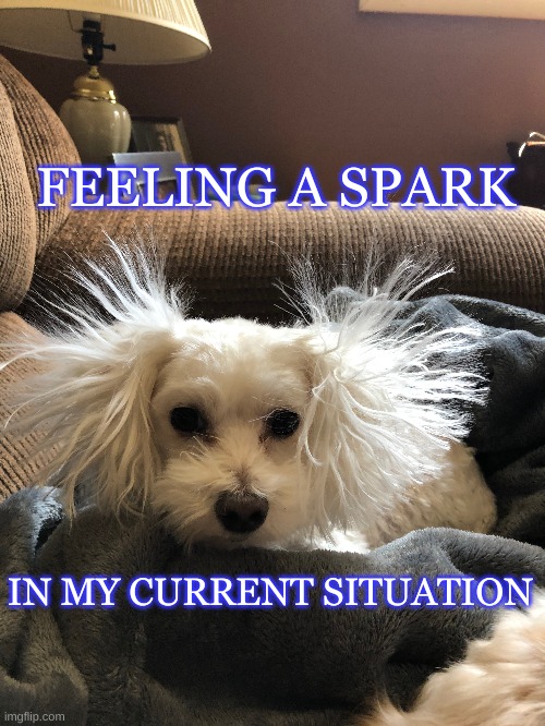 Ex-static | FEELING A SPARK; IN MY CURRENT SITUATION | image tagged in dog | made w/ Imgflip meme maker