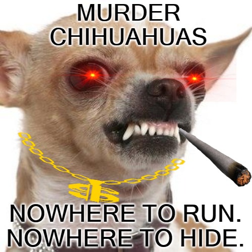 Murder Chihuahua |  MURDER CHIHUAHUAS; NOWHERE TO RUN. NOWHERE TO HIDE. | image tagged in angry chihuahua,murder chihuahuas,murder hornets,killer bees,army ants,asian carp | made w/ Imgflip meme maker