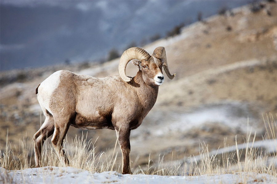 Big Horn Sheep Blank Meme Template