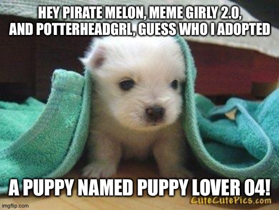 Cute puppy | HEY PIRATE MELON, MEME GIRLY 2.0, AND POTTERHEADGRL, GUESS WHO I ADOPTED; A PUPPY NAMED PUPPY LOVER 04! | image tagged in cute puppy | made w/ Imgflip meme maker