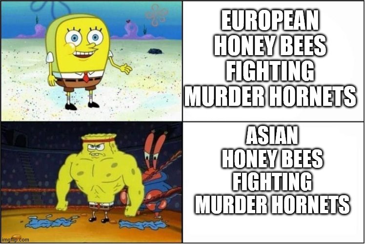 Weak vs Strong Spongebob | EUROPEAN HONEY BEES FIGHTING MURDER HORNETS; ASIAN HONEY BEES FIGHTING MURDER HORNETS | image tagged in weak vs strong spongebob | made w/ Imgflip meme maker