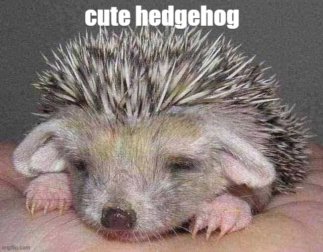 cute hedgehog | cute hedgehog | image tagged in cute animals | made w/ Imgflip meme maker