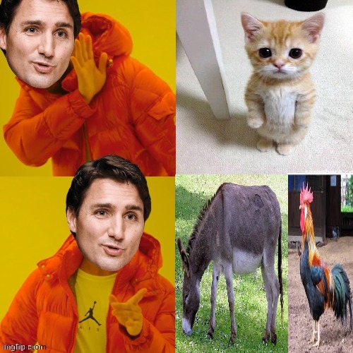 Turdy's preferences | image tagged in justin trudeau,cuck,globalist,garbage,turds,closeted gay | made w/ Imgflip meme maker