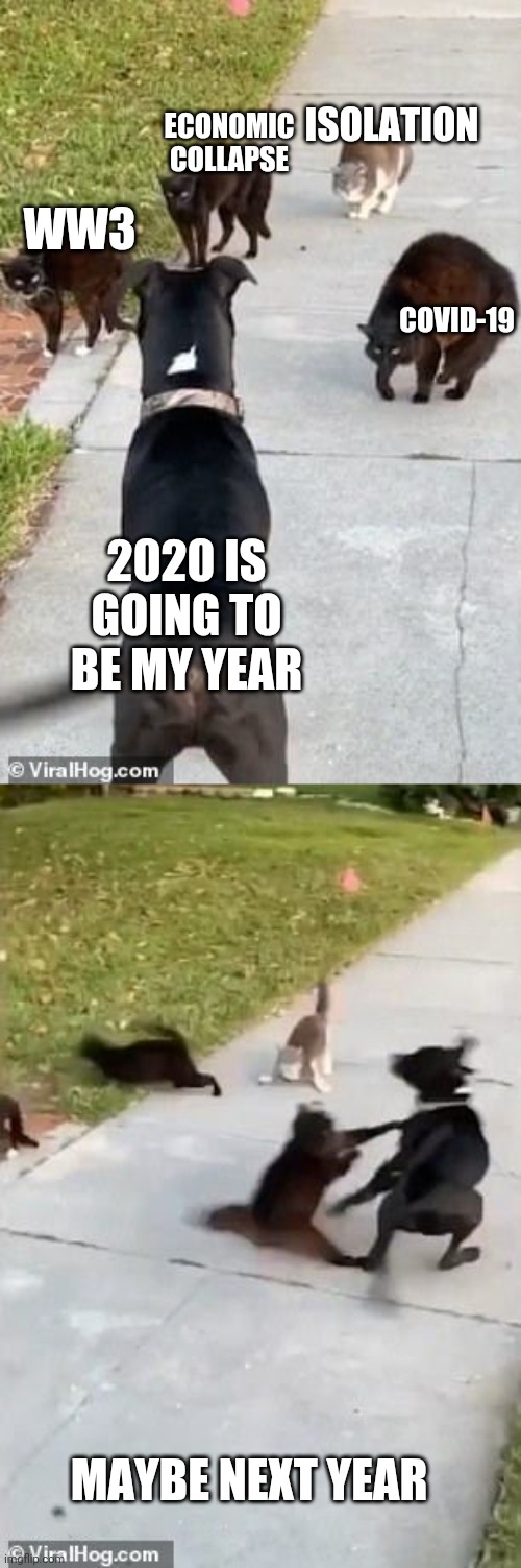COVID-19; ISOLATION; WW3; ECONOMIC COLLAPSE; 2020 IS GOING TO BE MY YEAR; MAYBE NEXT YEAR | image tagged in dog vs cat gang | made w/ Imgflip meme maker