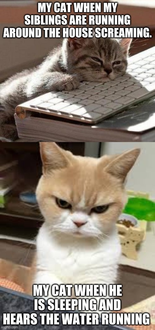 MY CAT WHEN MY SIBLINGS ARE RUNNING AROUND THE HOUSE SCREAMING. MY CAT WHEN HE IS SLEEPING AND HEARS THE WATER RUNNING | image tagged in tired cat | made w/ Imgflip meme maker
