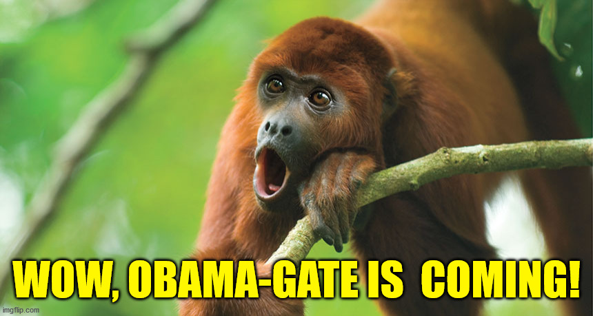 Monkey | WOW, OBAMA-GATE IS  COMING! | image tagged in monkey | made w/ Imgflip meme maker