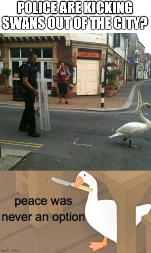 LET THE SWAN STAY | POLICE ARE KICKING SWANS OUT OF THE CITY? | image tagged in untitled goose peace was never an option,goose,swan | made w/ Imgflip meme maker