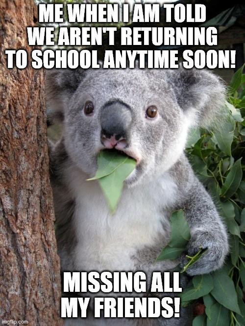 Missing my friends from school | ME WHEN I AM TOLD WE AREN'T RETURNING TO SCHOOL ANYTIME SOON! MISSING ALL MY FRIENDS! | image tagged in memes,surprised koala | made w/ Imgflip meme maker