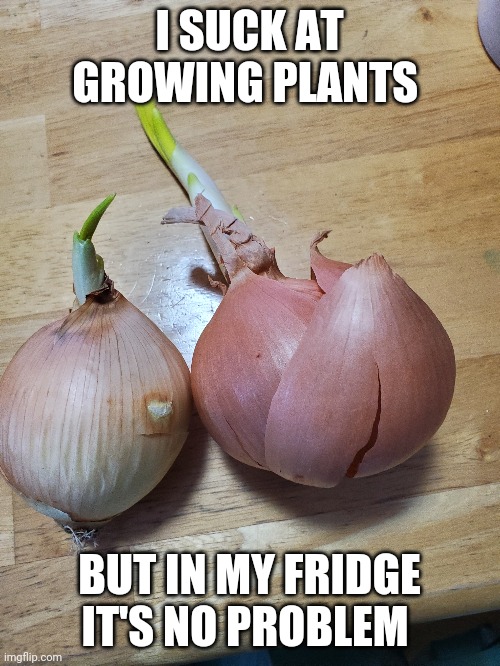 horrible Gardner | I SUCK AT GROWING PLANTS; BUT IN MY FRIDGE IT'S NO PROBLEM | image tagged in memes,onions | made w/ Imgflip meme maker