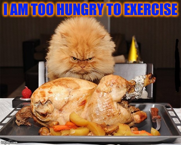 Determined Cat Meets the Delicious Turkey | I AM TOO HUNGRY TO EXERCISE | image tagged in vince vance,cats,turkey,thanksgiving dinner,fat cats exercise,dieting | made w/ Imgflip meme maker
