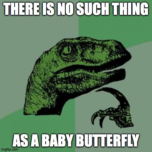 Philosoraptor Meme | THERE IS NO SUCH THING; AS A BABY BUTTERFLY | image tagged in memes,philosoraptor | made w/ Imgflip meme maker