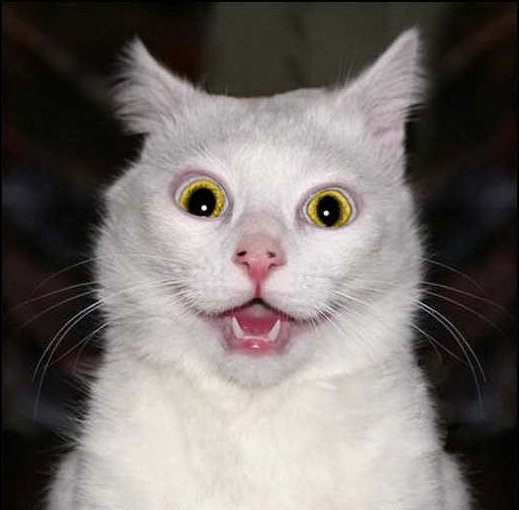 High Quality Crazy White Cat with Yellow Eyes Blank Meme Template