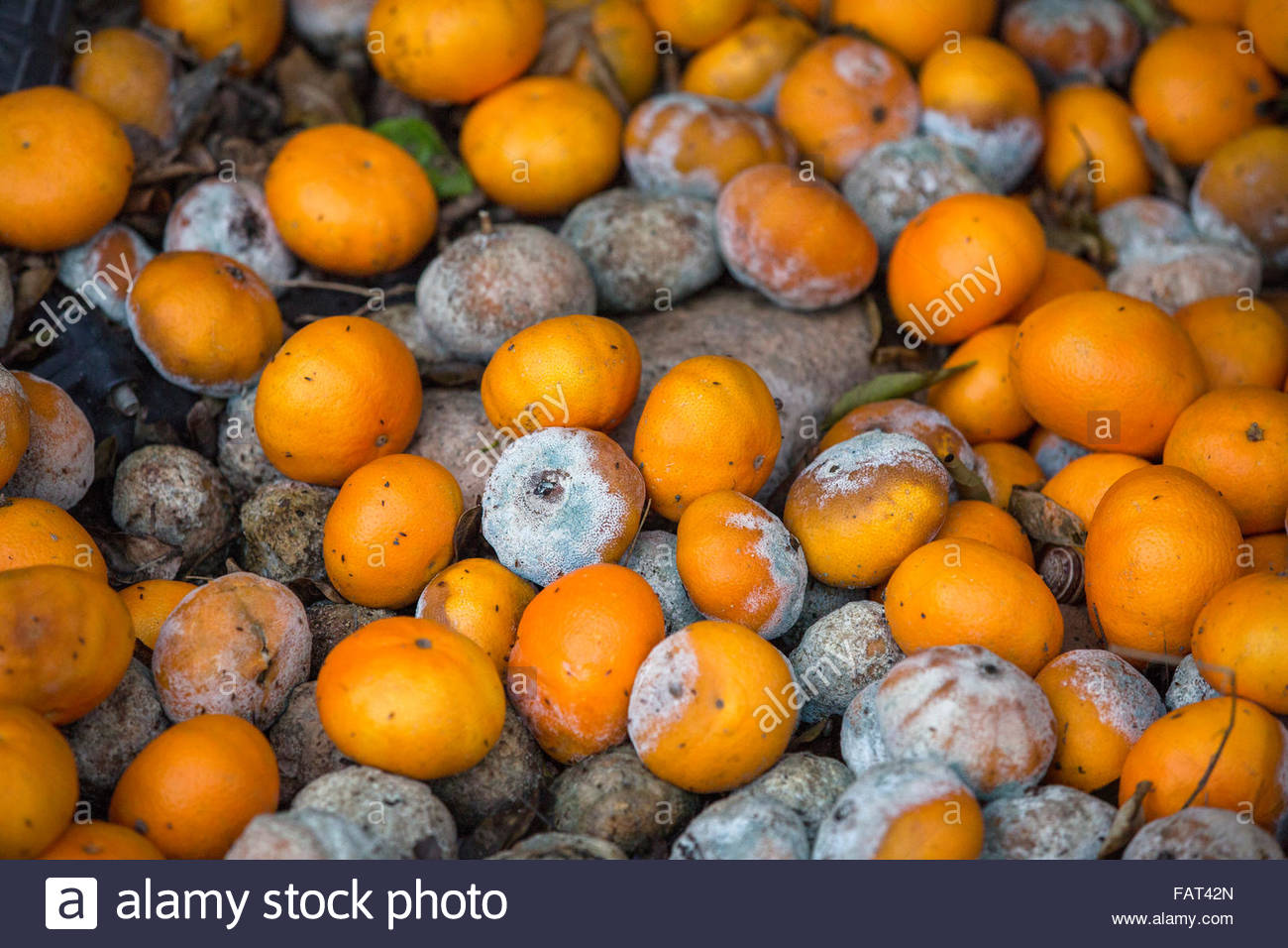 High Quality Pile Of Moldy Rotting Oranges Blank Meme Template