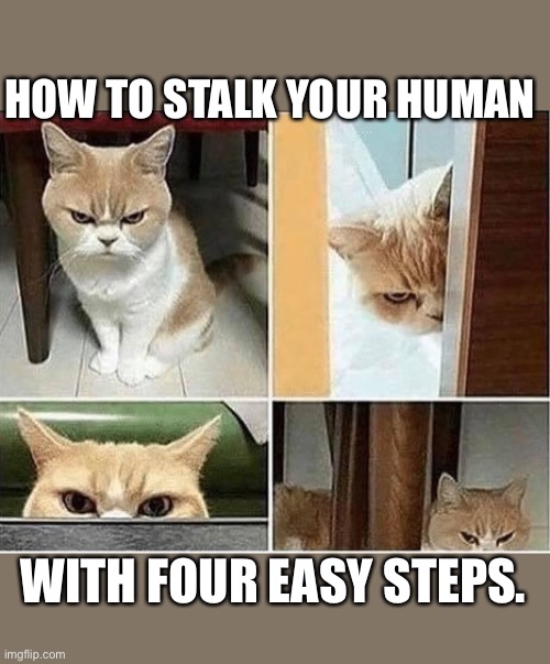 evil cat | HOW TO STALK YOUR HUMAN; WITH FOUR EASY STEPS. | image tagged in evil cat | made w/ Imgflip meme maker