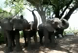 image tagged in gifs | made w/ Imgflip video-to-gif maker