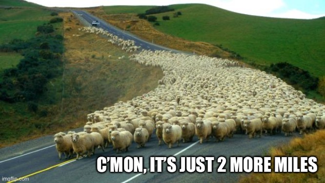 sheep | C’MON, IT’S JUST 2 MORE MILES | image tagged in sheep | made w/ Imgflip meme maker