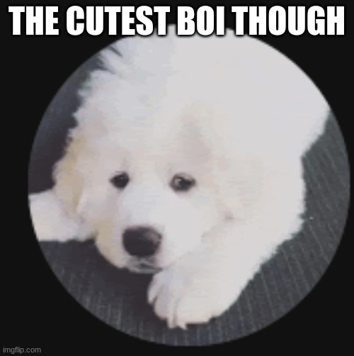 Doogoooo | THE CUTEST BOI THOUGH | image tagged in cute | made w/ Imgflip meme maker