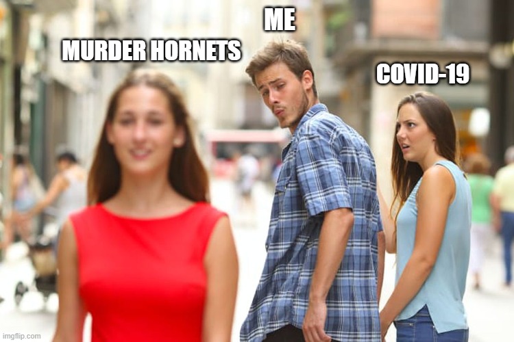 Distracted Boyfriend | ME; MURDER HORNETS; COVID-19 | image tagged in memes,distracted boyfriend | made w/ Imgflip meme maker
