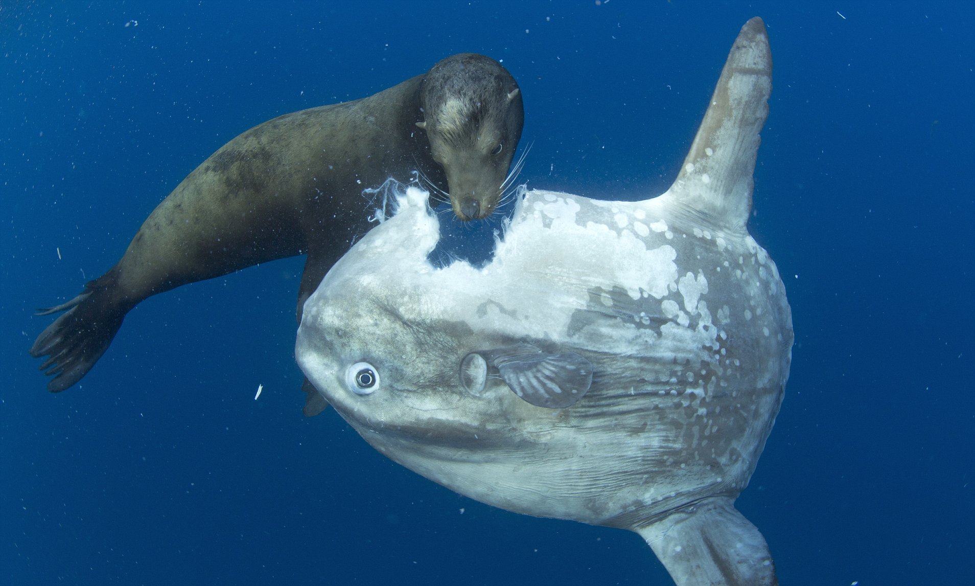 High Quality sunfish chomp Blank Meme Template