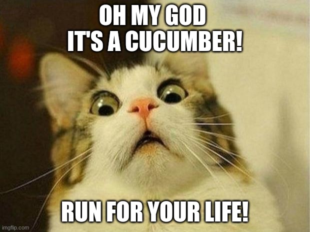 Scared Cat Meme | OH MY GOD 
IT'S A CUCUMBER! RUN FOR YOUR LIFE! | image tagged in memes,scared cat | made w/ Imgflip meme maker