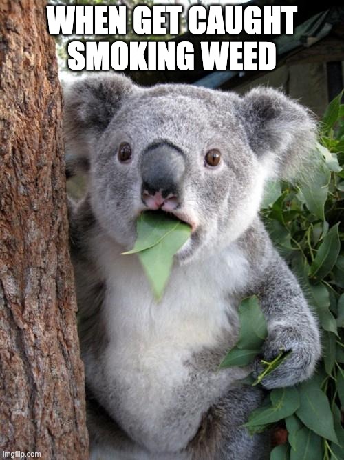 Surprised Koala | WHEN GET CAUGHT SMOKING WEED | image tagged in memes,surprised koala | made w/ Imgflip meme maker