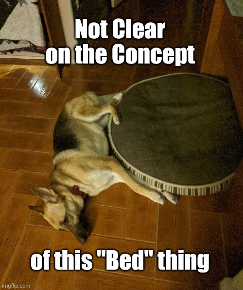 Not clear on the concept | Not Clear on the Concept; of this "Bed" thing | image tagged in dog bed,dog,german shepherd | made w/ Imgflip meme maker
