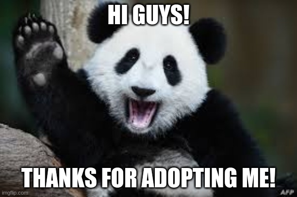 From Queen ;) | HI GUYS! THANKS FOR ADOPTING ME! | image tagged in panda | made w/ Imgflip meme maker