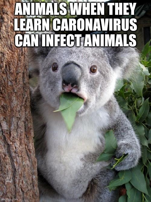 Surprised Koala Meme | ANIMALS WHEN THEY LEARN CARONAVIRUS CAN INFECT ANIMALS | image tagged in memes,surprised koala | made w/ Imgflip meme maker