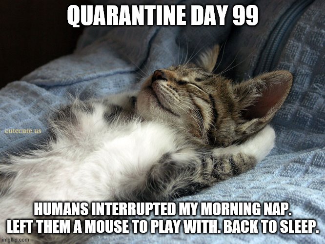 Exhausting day. | QUARANTINE DAY 99; HUMANS INTERRUPTED MY MORNING NAP. LEFT THEM A MOUSE TO PLAY WITH. BACK TO SLEEP. | image tagged in sleeping cat,quarantine,funny memes,funny cat memes,kitten | made w/ Imgflip meme maker