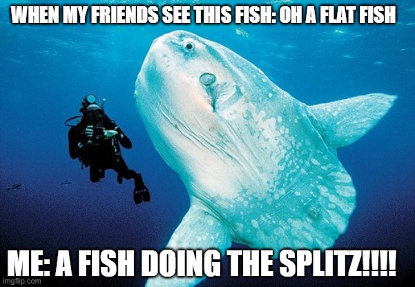 wat big fish | WHEN MY FRIENDS SEE THIS FISH: OH A FLAT FISH; ME: A FISH DOING THE SPLITZ!!!! | image tagged in memes | made w/ Imgflip meme maker