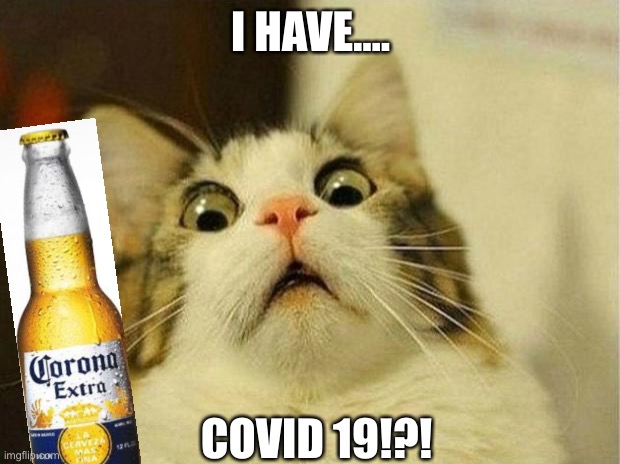 Scared Cat | I HAVE.... COVID 19!?! | image tagged in memes,scared cat | made w/ Imgflip meme maker