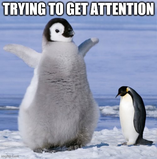 penguin attention | TRYING TO GET ATTENTION | image tagged in penguin | made w/ Imgflip meme maker