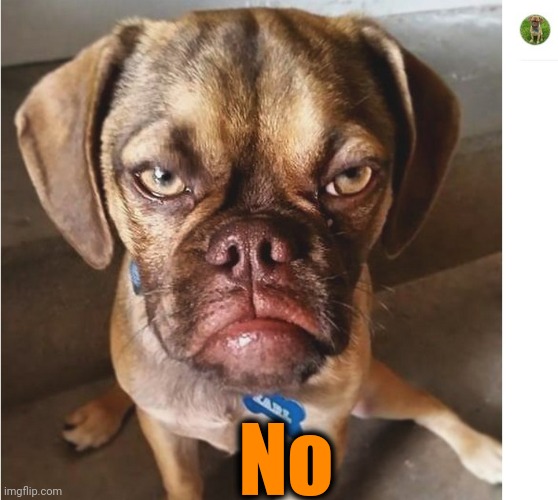 Grumpy DOG | No | image tagged in grumpy dog | made w/ Imgflip meme maker