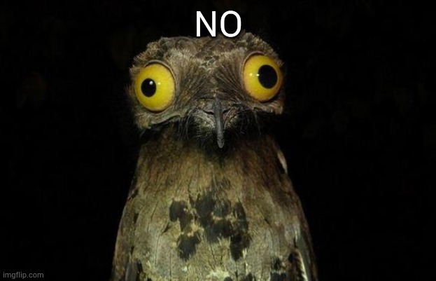 Weird Stuff I Do Potoo | NO | image tagged in memes,weird stuff i do potoo | made w/ Imgflip meme maker
