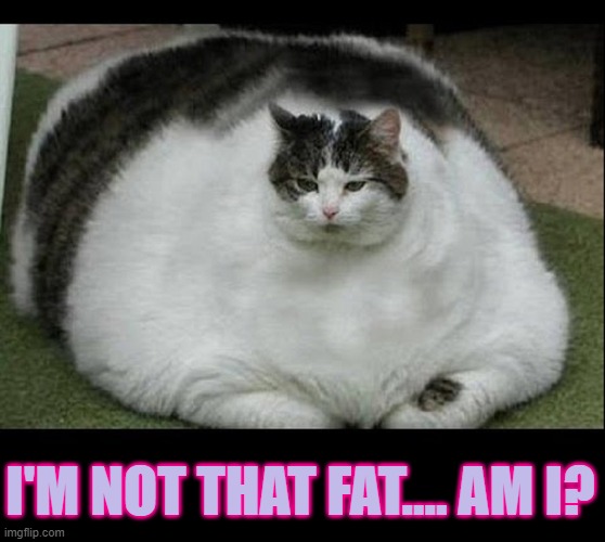 Fattest Cat in the World | I'M NOT THAT FAT.... AM I? | image tagged in vince vance,cats,fat cat,dieting,overweight,funny cat memes | made w/ Imgflip meme maker