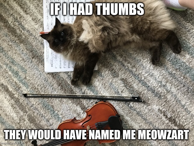 Meowzart | IF I HAD THUMBS; THEY WOULD HAVE NAMED ME MEOWZART | image tagged in meowzart | made w/ Imgflip meme maker