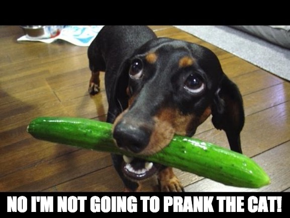 Again... | NO I'M NOT GOING TO PRANK THE CAT! | image tagged in cucumber dog | made w/ Imgflip meme maker