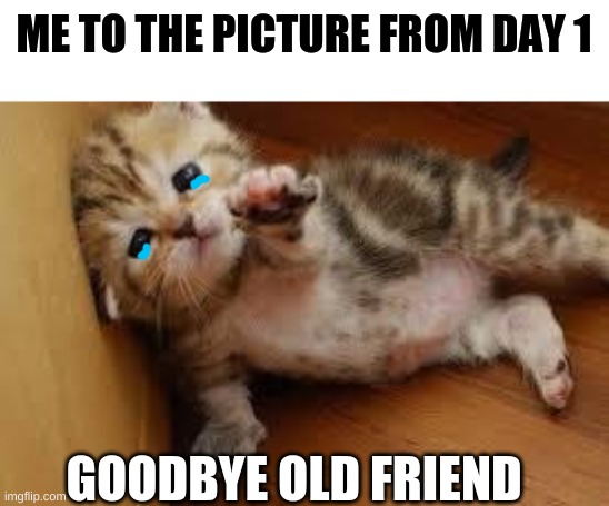 Sad Kitten Goodbye | ME TO THE PICTURE FROM DAY 1 GOODBYE OLD FRIEND | image tagged in sad kitten goodbye | made w/ Imgflip meme maker