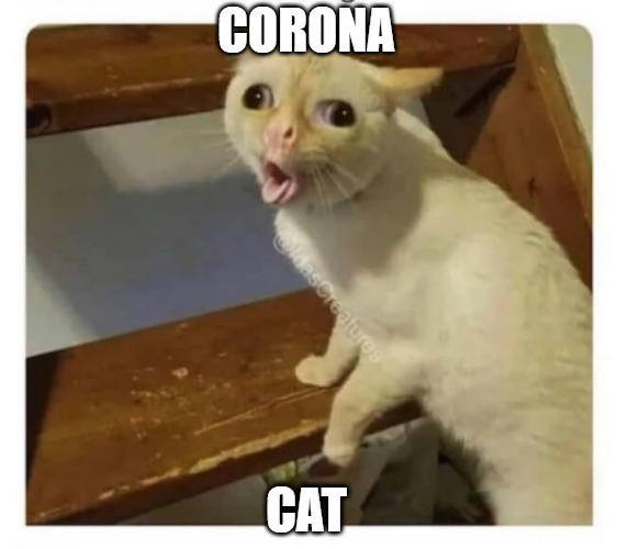 Coughing Cat |  CORONA; CAT | image tagged in coughing cat | made w/ Imgflip meme maker
