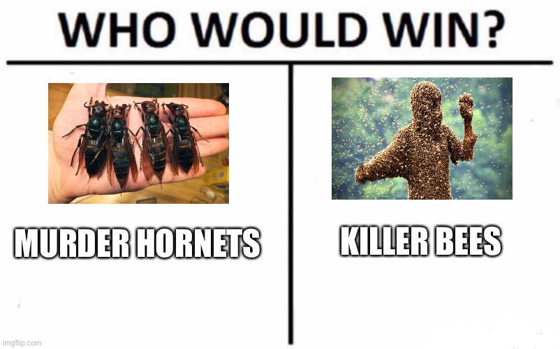 Who Would Win? Meme | KILLER BEES; MURDER HORNETS | image tagged in memes,who would win | made w/ Imgflip meme maker