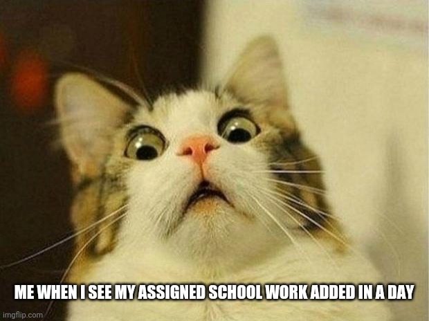 School | ME WHEN I SEE MY ASSIGNED SCHOOL WORK ADDED IN A DAY | image tagged in memes,scared cat | made w/ Imgflip meme maker